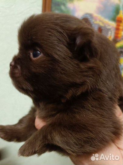 Щенки шпица