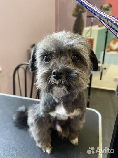 Грумер на дом