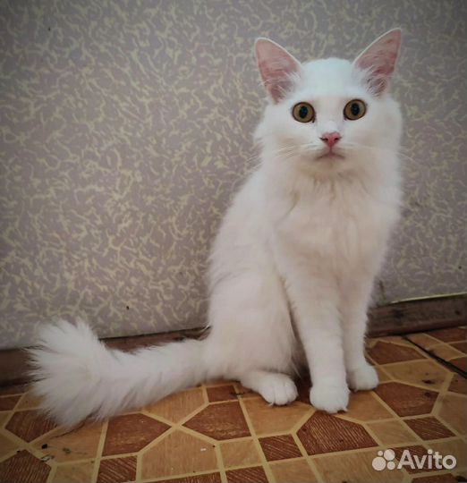 Турецкая ангора