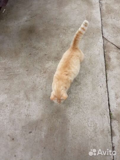 Отдам кота в добрые руки