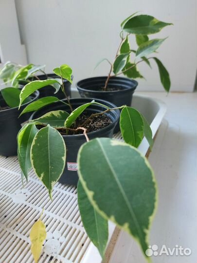 Фикус бенджамина