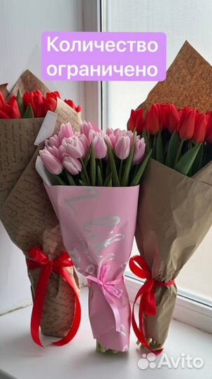 Луковицы тюльпанов