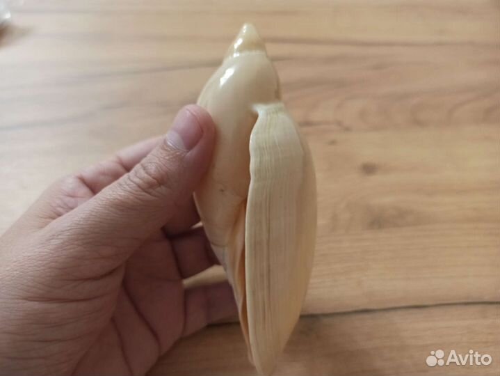 Морская раковина