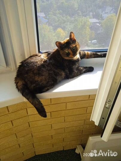 Душевная кошка