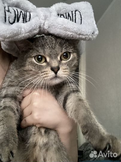 Кошка в дар