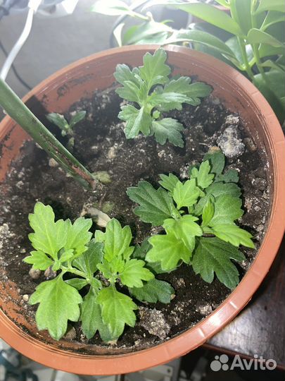 Укорененные черенки мультифлоры