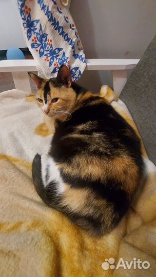 Милая кошечка