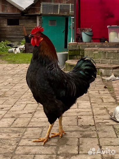 Молодые петухи