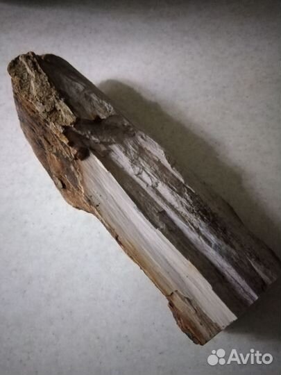 Окаменелое дерево