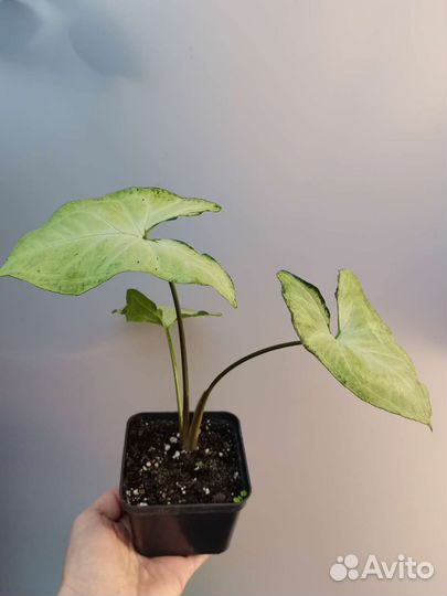 Сингониум сортовой