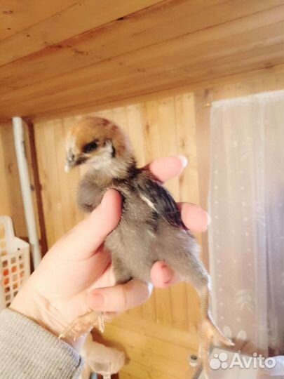 Куры несушки доминант молодки 7мес