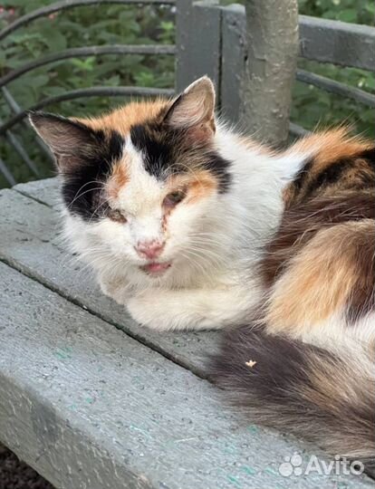 Поиск куратора и дома для кошки