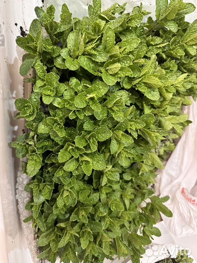 Поделюсь мятой