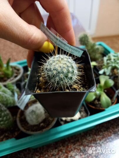 Mammillaria muehlenpfordtii
