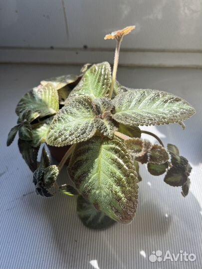 Комнатные цветы