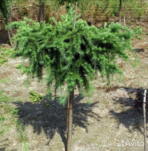 Лиственница японская пендула штамб