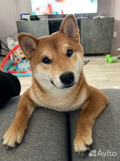 Сиба ину вязка