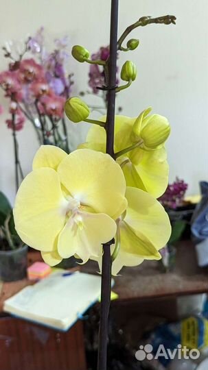 Орхидеи фаленопсис, сортовые орхидеи