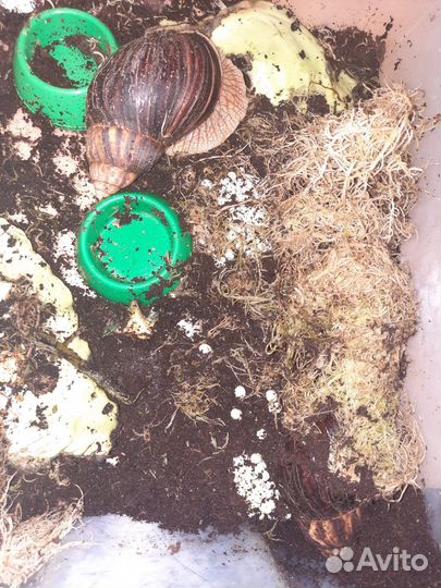 Улитки ахатины маленькие