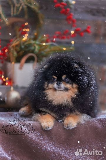 Шикарные черно-подпалые малыши