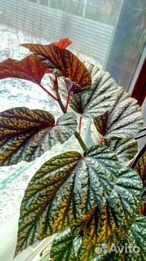 Бегония серебристо-крапчатая(argenteo-guttata)