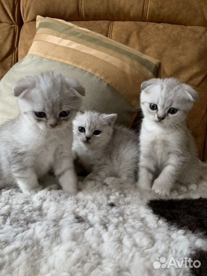 Шотландские котята