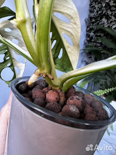 Монстера адансона вариегатная