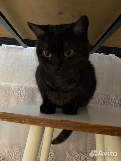 Кошка