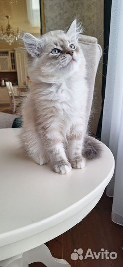 Невские маскарадные котята