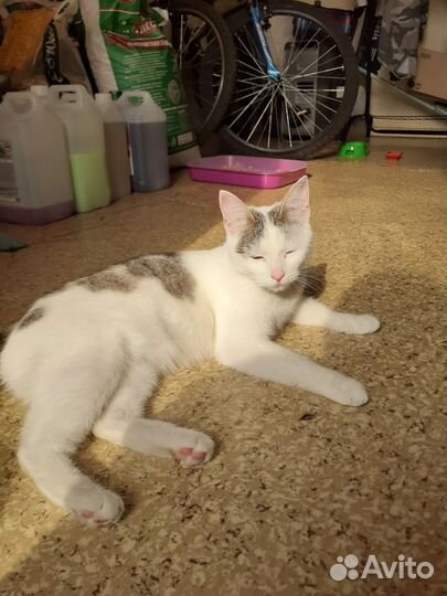 Кошечка в добрые руки