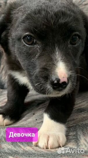 Щенки дворяне