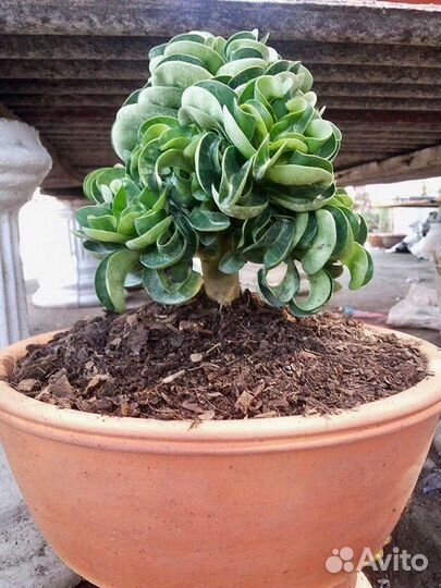 Семена адениума Dorset Horn