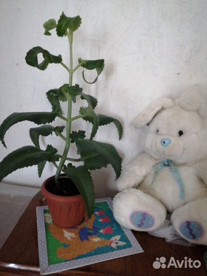 Каланхоэ лечебное