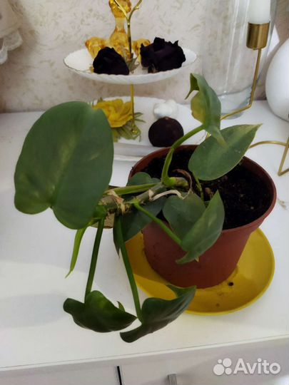 Филодендрон