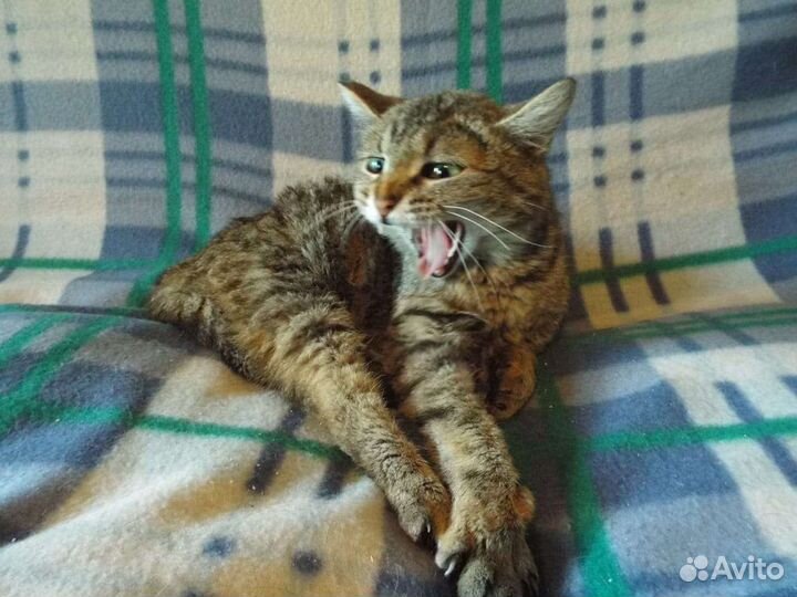 Ласковая кошка