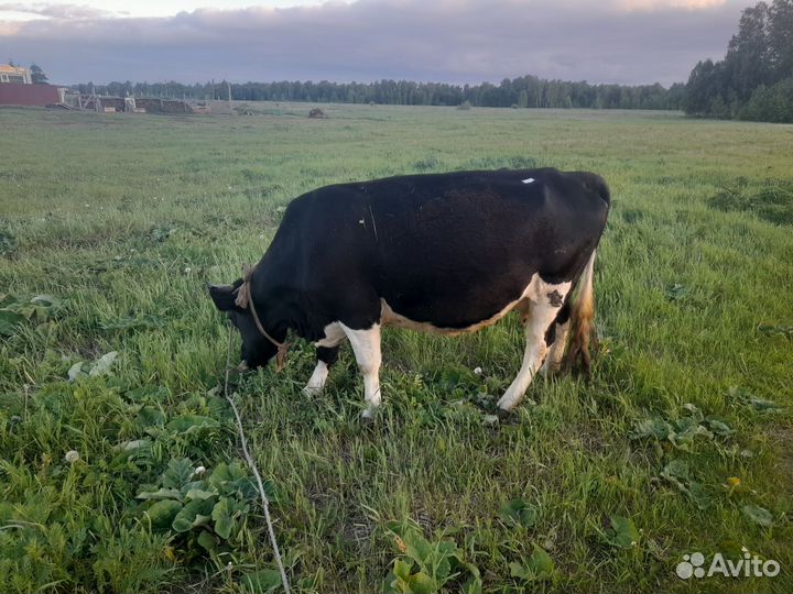 Корова дойная