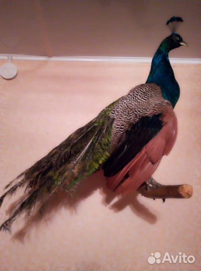 Чучело павлина