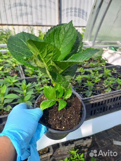 Гортензия крупнолистная саженцы