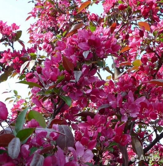 Саженцы яблони Ред Кетти