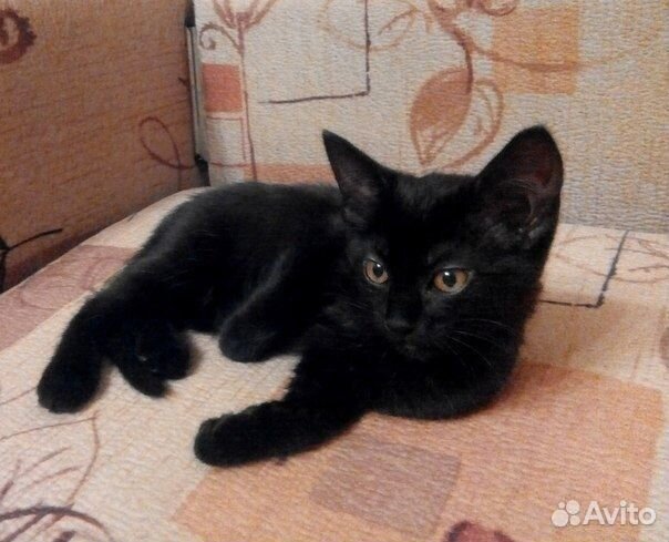 Отдам в добрые руки