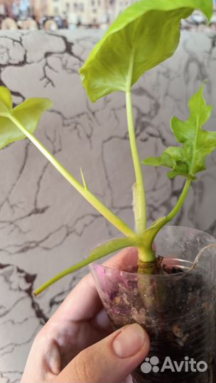 Фил голд сатин