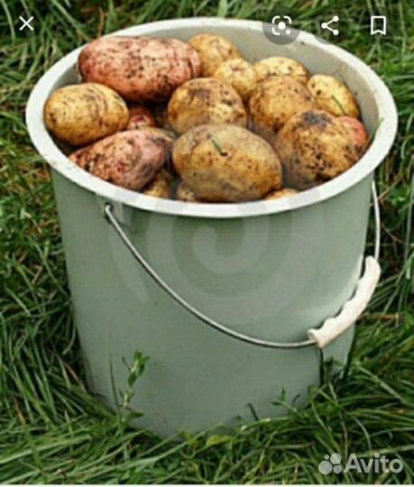 Продам картофель