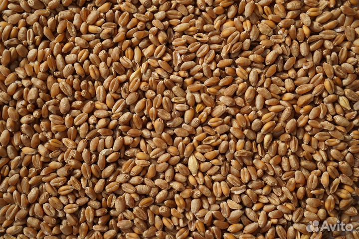 Зерно пшеница ячмень кукуруза