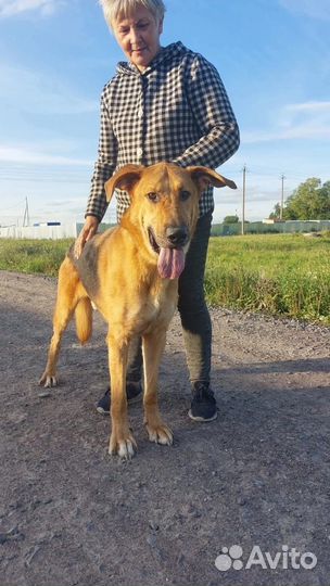 Собака в добрые руки