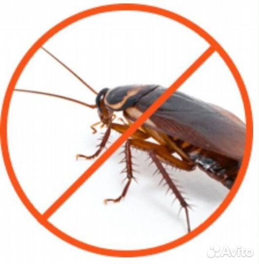 Уничтожение тараканов клопов блох