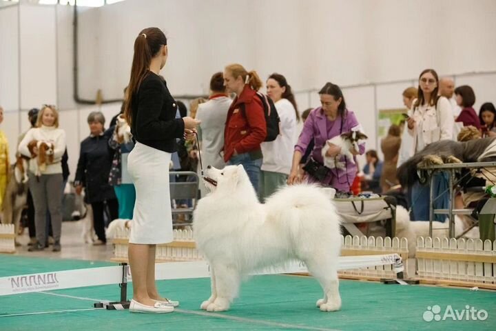 Самоед вязка