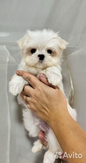 Мальтезе РКФ