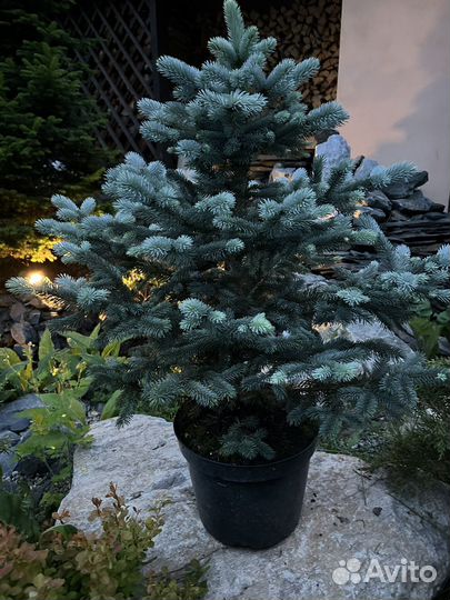 Ель Супер Блю