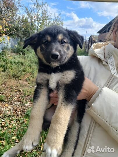 Щенок мальчик