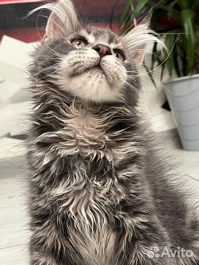 Котята мейн-кун